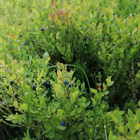 Séjour à la campagne віадук *