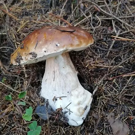 Séjour à la campagne віадук