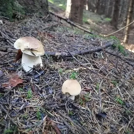 Летний дом віадук Ворохта