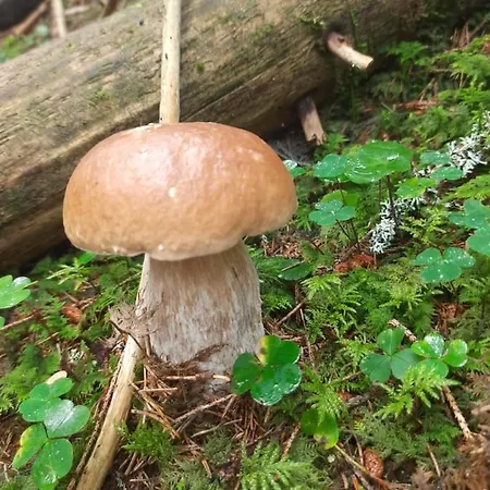 віадук Séjour à la campagne *