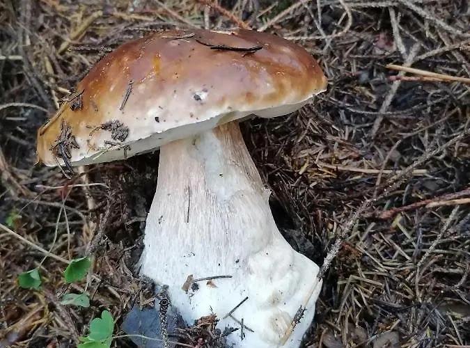 Séjour à la campagne віадук